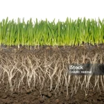 Hasto Ungkit Kudatuli: Akar Rumput Tak Pernah Bisa Dicabut Kekuasaan