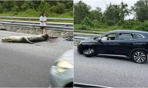 Insiden Mengejutkan di Inggris: Dari Serangan Buaya hingga Kecelakaan Mobil