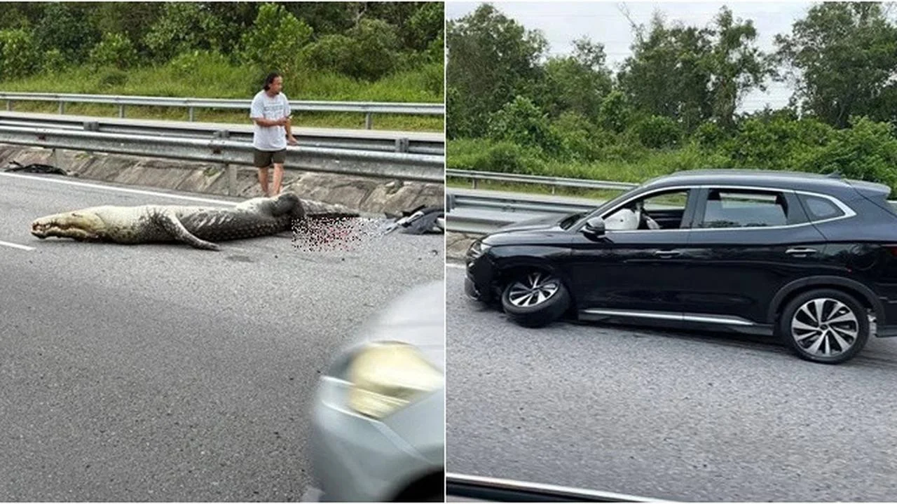 Insiden Mengejutkan di Inggris: Dari Serangan Buaya hingga Kecelakaan Mobil