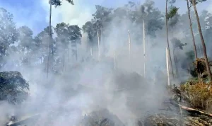 Kebakaran Melanda Berbagai Wilayah di Indonesia, Warga Diminta Waspada