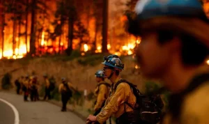 Kisah Como dan Upaya Melawan Kebakaran Hutan di California