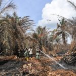 Musim Kemarau Melanda Indonesia, 509 ZOM Masuk Musim Kering dan Potensi Kebakaran Hutan Meningkat