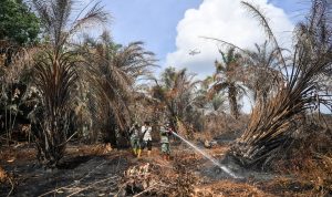 Musim Kemarau Melanda Indonesia, 509 ZOM Masuk Musim Kering dan Potensi Kebakaran Hutan Meningkat