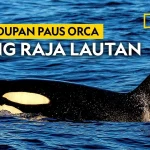 Orcas Ternyata Bisa Membunuh Ikan Sunfish dengan Cara yang Sangat Mengagumkan