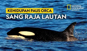 Orcas Ternyata Bisa Membunuh Ikan Sunfish dengan Cara yang Sangat Mengagumkan