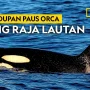 Orcas Ternyata Bisa Membunuh Ikan Sunfish dengan Cara yang Sangat Mengagumkan