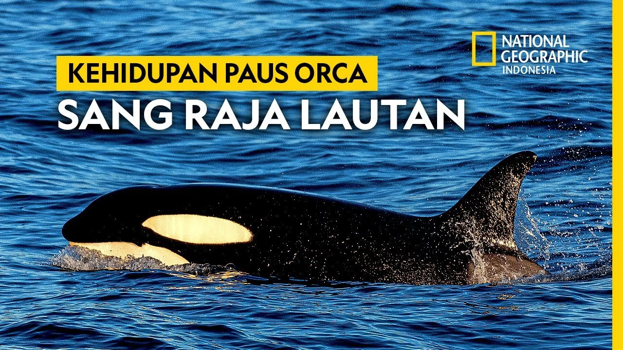 Orcas Ternyata Bisa Membunuh Ikan Sunfish dengan Cara yang Sangat Mengagumkan