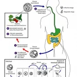 Pembaharuan Terkini: Cyclosporiasis, Testosterone, dan Kesehatan Kulit