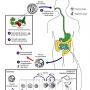 Pembaharuan Terkini: Cyclosporiasis, Testosterone, dan Kesehatan Kulit