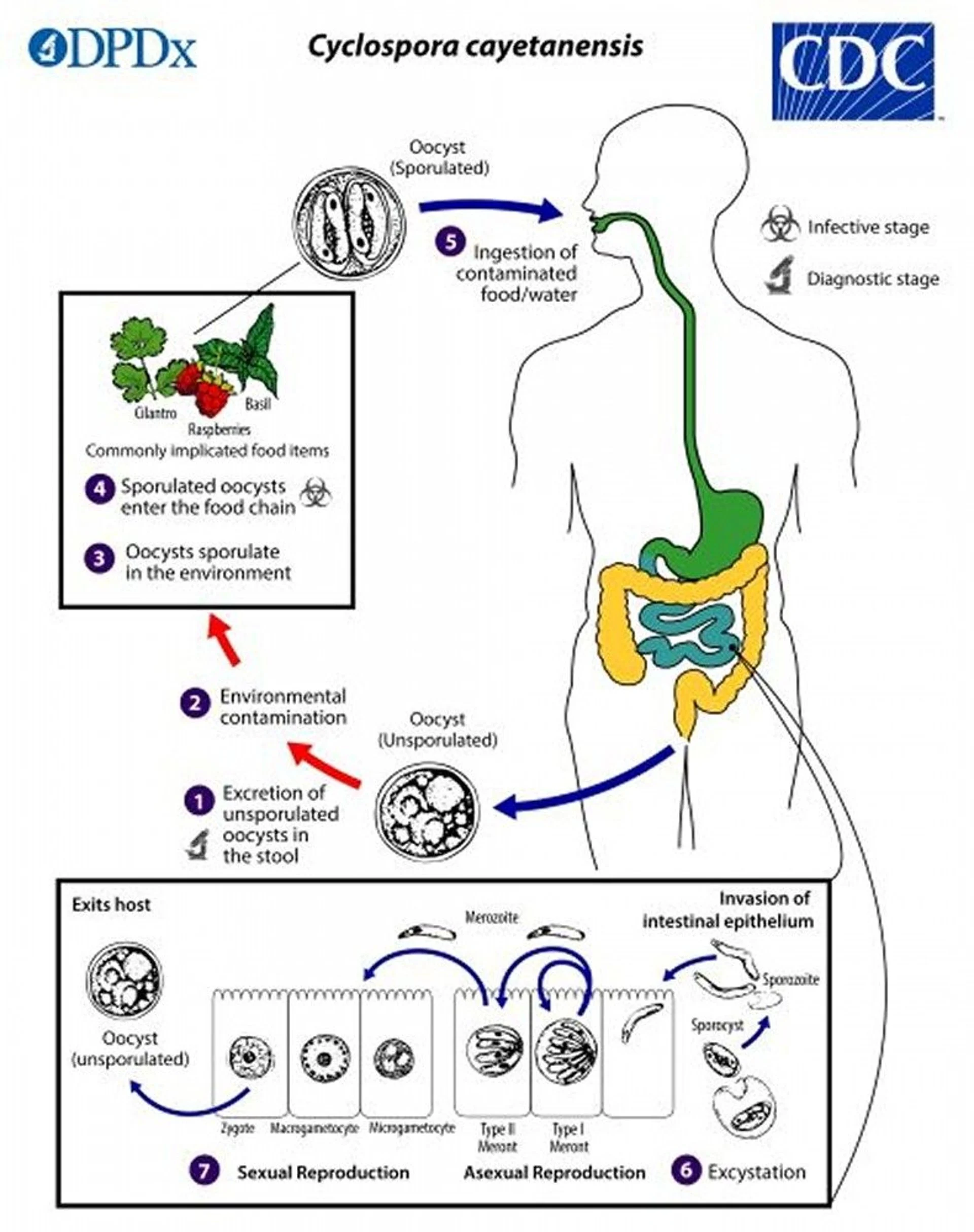 Pembaharuan Terkini: Cyclosporiasis, Testosterone, dan Kesehatan Kulit