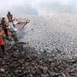 Ribuan Ikan Mati di Danau Batur, Badan Geologi Ungkap Penyebabnya