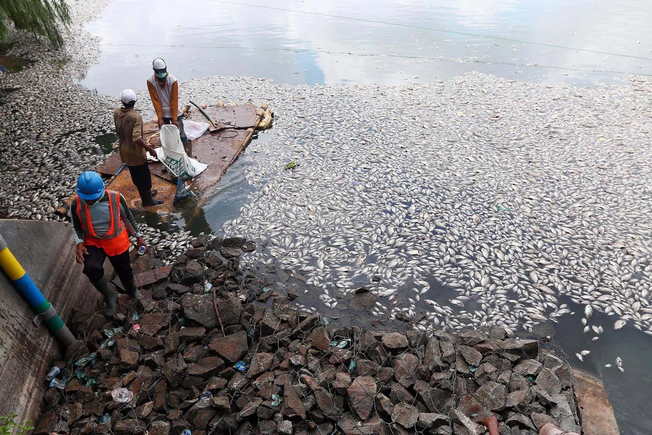 Ribuan Ikan Mati di Danau Batur, Badan Geologi Ungkap Penyebabnya