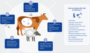 Bluetongue Virus: Wabah Terparah di UK, Peternak Menghadapi Kerugian Besar