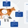 Bluetongue Virus: Wabah Terparah di UK, Peternak Menghadapi Kerugian Besar