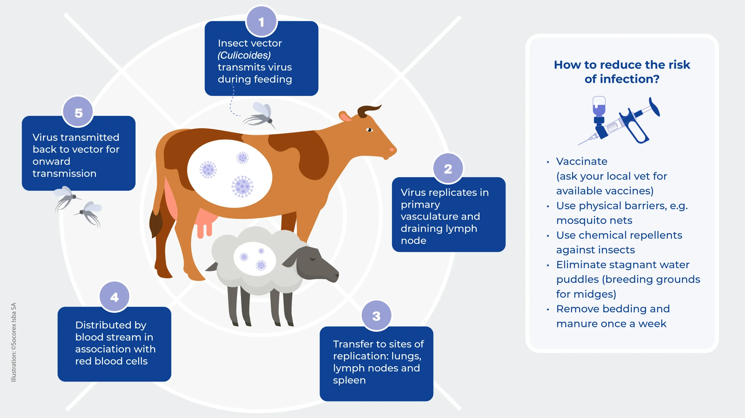 Bluetongue Virus: Wabah Terparah di UK, Peternak Menghadapi Kerugian Besar