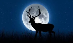 Fenomena Buck Moon: Zodiak yang Diprediksi Mendapatkan Hoki Besar dan Peristiwa Langit yang Mempesona