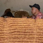 Gudang Garam Dorong Kenaikan Harga Jual Tembakau Rajangan Kering di Bojonegoro