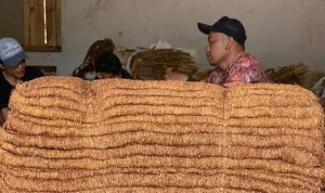 Gudang Garam Dorong Kenaikan Harga Jual Tembakau Rajangan Kering di Bojonegoro