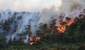 Kebakaran Hutan dan SPBU: Apa yang Terjadi di Indonesia?