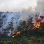 Kebakaran Hutan dan SPBU: Apa yang Terjadi di Indonesia?