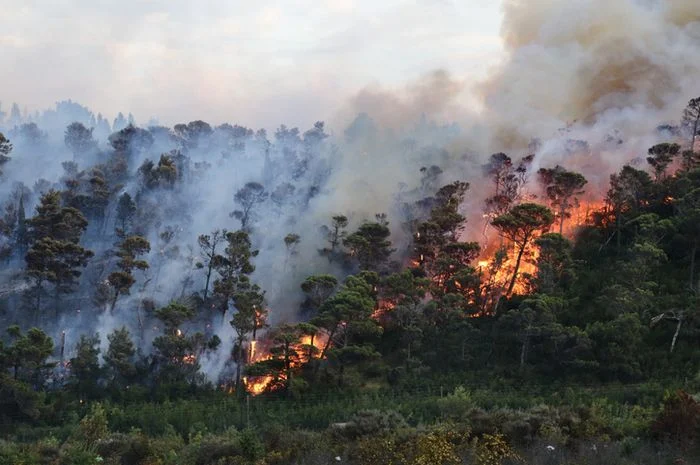 Kebakaran Hutan dan SPBU: Apa yang Terjadi di Indonesia?