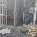 Maling Ayam di Bali Tewas Dikeroyok, Keluarga Pemilik Ayam Mengalami Penderitaan