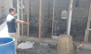 Maling Ayam di Bali Tewas Dikeroyok, Keluarga Pemilik Ayam Mengalami Penderitaan