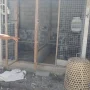 Maling Ayam di Bali Tewas Dikeroyok, Keluarga Pemilik Ayam Mengalami Penderitaan