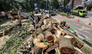 Penebangan Pohon di Bandung: Kasus Penebangan 10 Pohon Ilegal di Jalan Riau