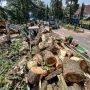 Penebangan Pohon di Bandung: Kasus Penebangan 10 Pohon Ilegal di Jalan Riau