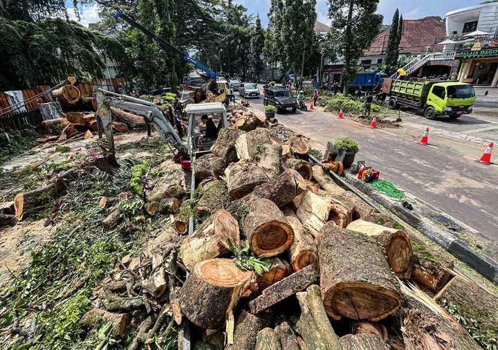 Penebangan Pohon di Bandung: Kasus Penebangan 10 Pohon Ilegal di Jalan Riau
