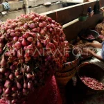 Upah Pengupas Bawang yang Tidak Terduga: Antara Rp700 Ribu dan Kondisi Nyata