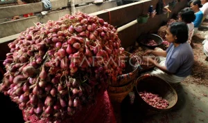 Upah Pengupas Bawang yang Tidak Terduga: Antara Rp700 Ribu dan Kondisi Nyata