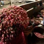 Upah Pengupas Bawang yang Tidak Terduga: Antara Rp700 Ribu dan Kondisi Nyata