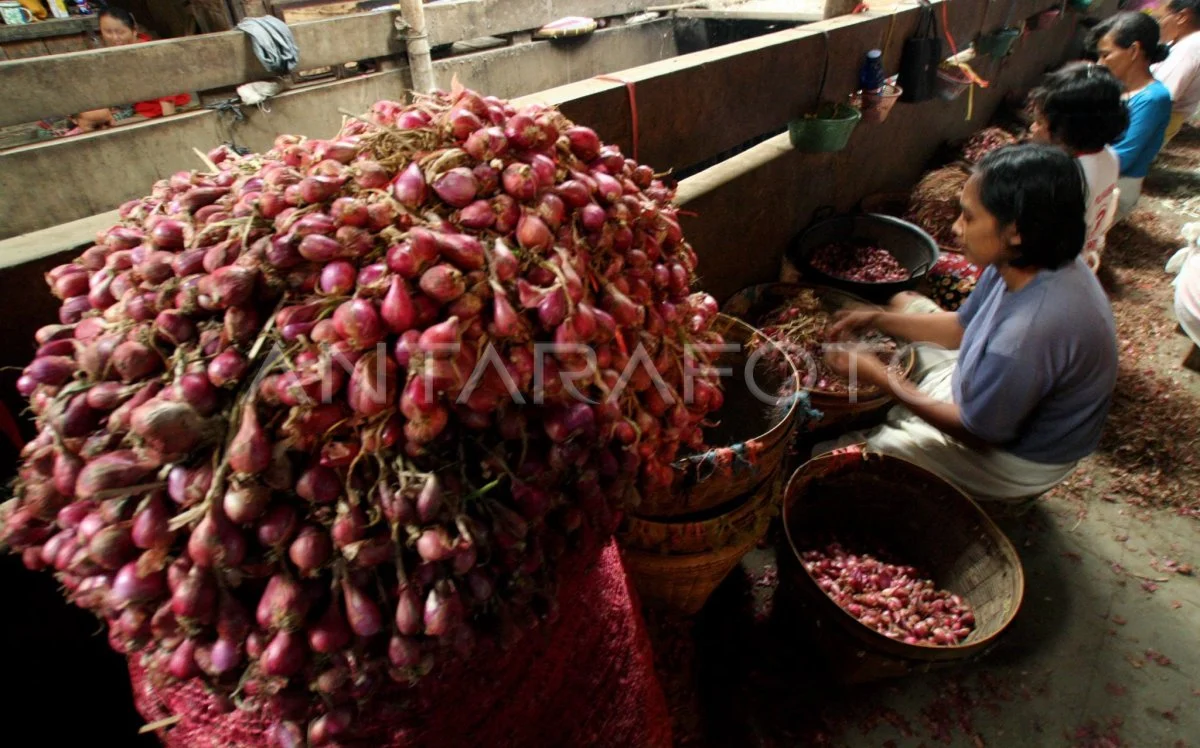 Upah Pengupas Bawang yang Tidak Terduga: Antara Rp700 Ribu dan Kondisi Nyata