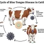 Wabah Bluetongue Virus di UK: Peternak Menghadapi Kerugian Besar