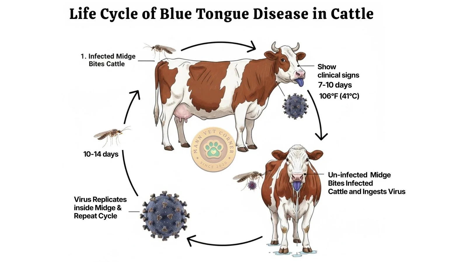 Wabah Bluetongue Virus di UK: Peternak Menghadapi Kerugian Besar